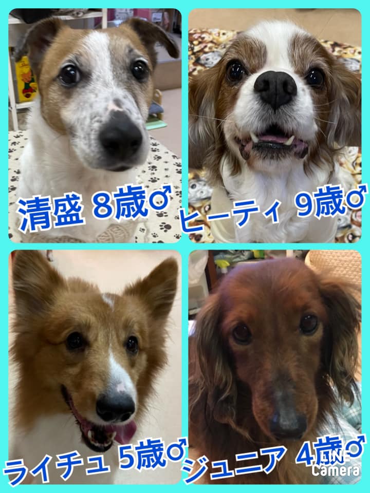 🐾今日の里親様募集中ワンコ🐶メンバーです🐾2021,2,21